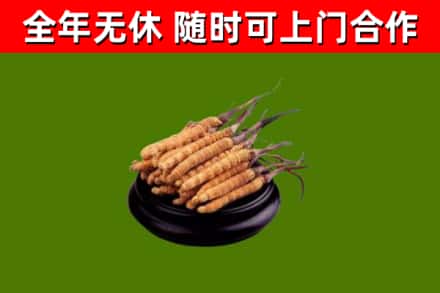东兴回收散虫草