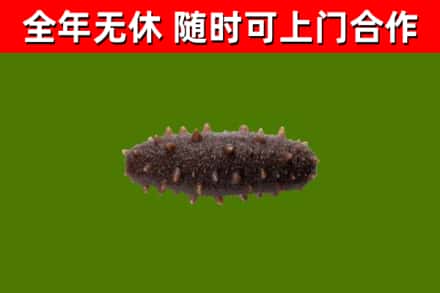 东兴回收海参干